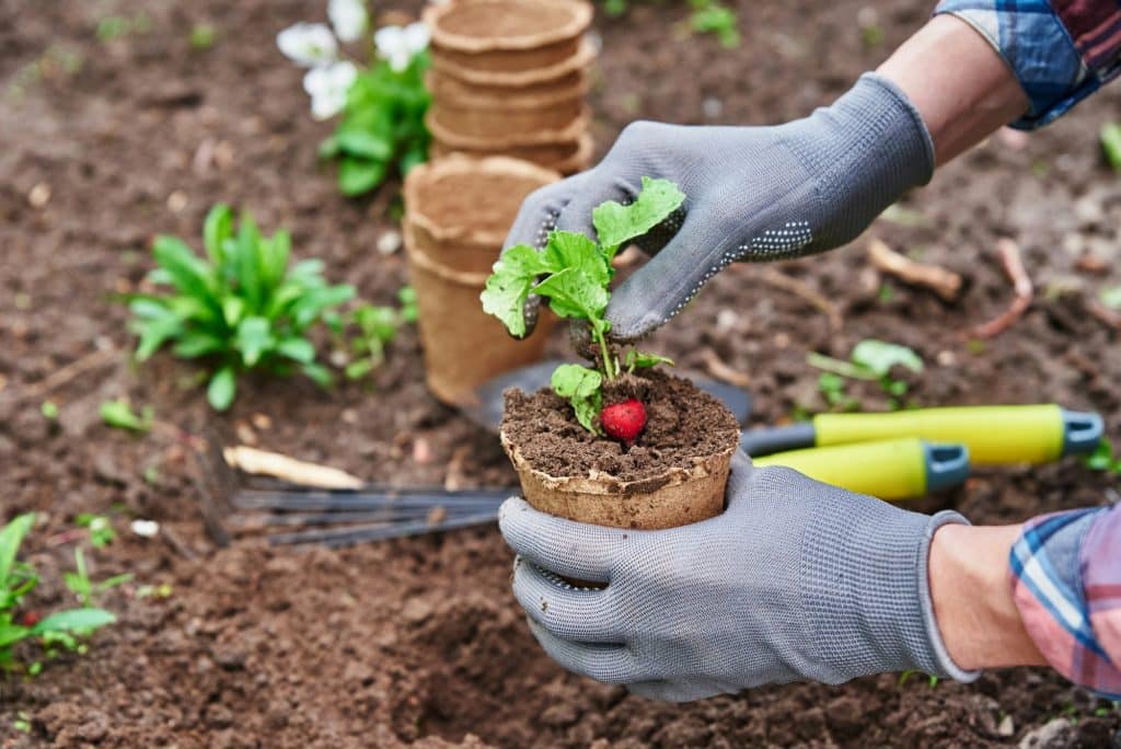 Gardener hands picking and planting vegetable plant in the garden Gardener hands picking and planting vegetable plant in the garden